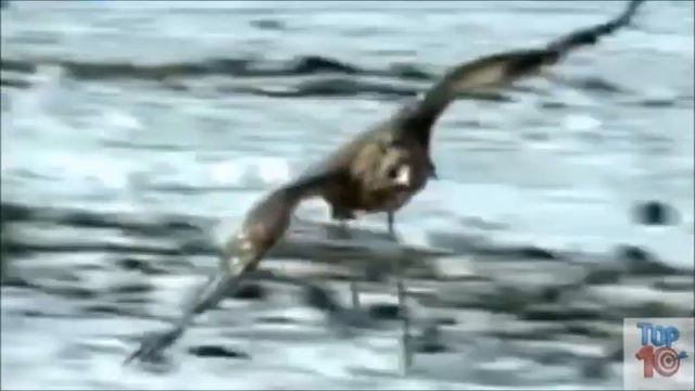 örnar tar varg смотреть онлайн