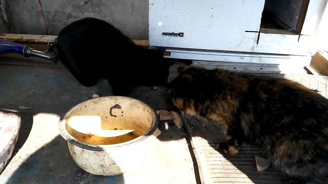 Кошки на производстве . смотреть онлайн