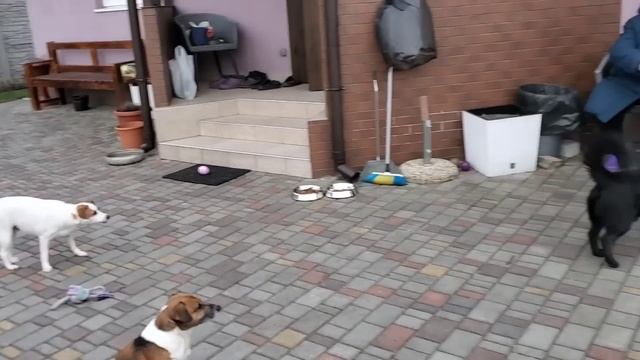 День Рождения Вилли ! Купили вкусняшки ! Празднуем