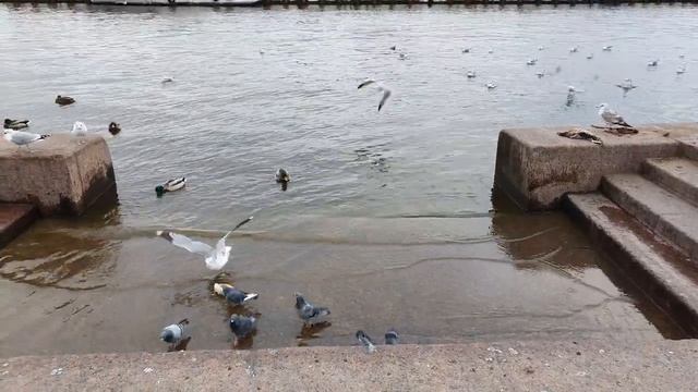 Чайки и голуби в Питере смотреть онлайн