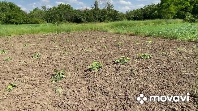 Развитие тыквы Матильда смотреть онлайн