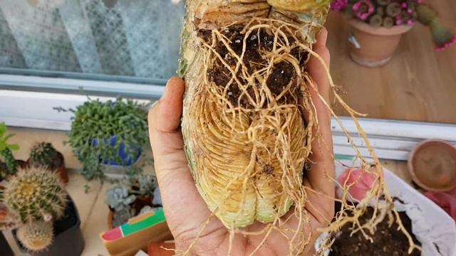 Echinopsis Eyriesii Var. Cristata - Cactus - Kaktus - Cacti