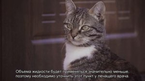 Как сделать клизму кошке в домашних условиях?
