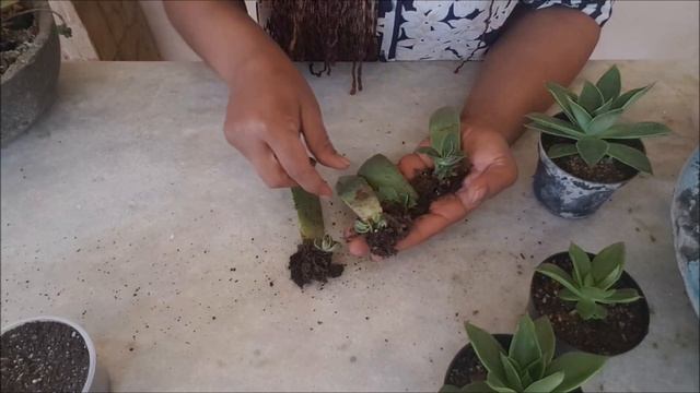 IDENTIFICANDO SUCULENTAS, ECHEVERIA RUBELLA(E. AGAVOIDES X E. CUSPIDATA) смотреть онлайн