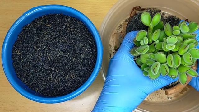 34 Cotyledon Tomentosa Bear Paw Succulent • Home Benefits explained смотреть онлайн