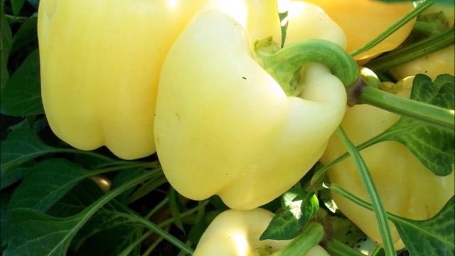 Золотая пятерка лучших крупноплодных оранжевых и желтых сортов перца в нашей коллекции-2022 смотреть онлайн