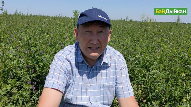 Италияда өндүрүлгөн беде уруктарынын түрлөрү тууралуу аггрономдон кеңеш смотреть онлайн
