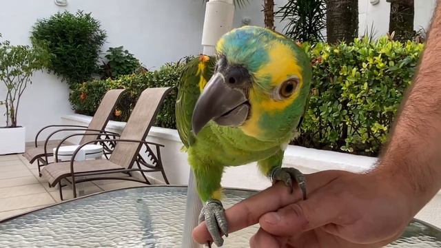 Papagaio-verdadeiro Fred - Natureza linda - Olha essa dica смотреть онлайн