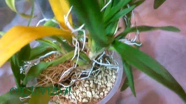 ЦЕОЛИТ_ZeoFlora_ Влагосберегающий грунт для орхидей_ Результаты испытаний