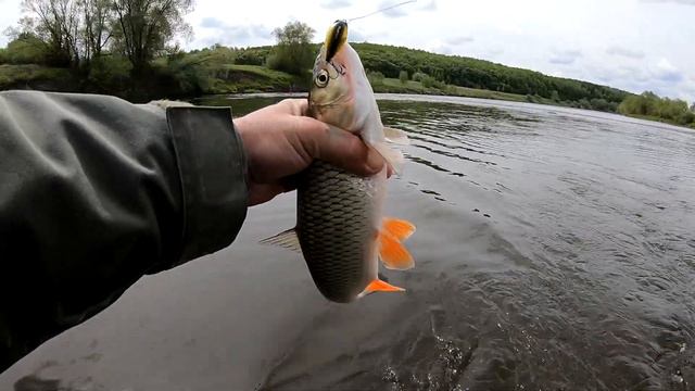 Как поймать голавля на кренк. смотреть онлайн
