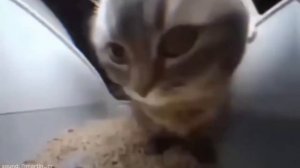 chipi chipi chapa chapa + All memes version