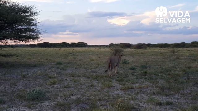 CÃES SELVAGENS LEVAM A PIOR COM ATAQUE MORTAL DE LEÃO - VIDA SELVAGEM смотреть онлайн