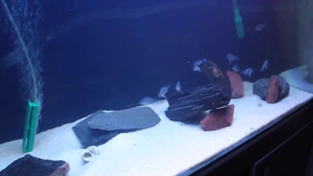 Фронтозы охотятся на гуппи. смотреть онлайн