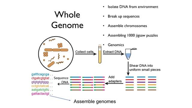 Molecular Methods in Microbial Ecology смотреть онлайн