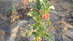 ШТАМБОВАЯ МАЛИНА ИЛИ МАЛИНОВОЕ ДЕРЕВО КРЕПЫШ 2019 ГОД