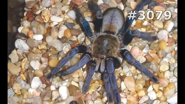 #3079. Пауки (В мире животных) смотреть онлайн