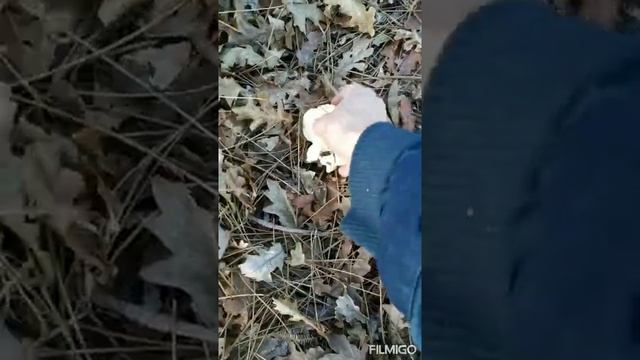 Recolectando Hydnum repandum, cantharellus tubaeformis y cibarius смотреть онлайн