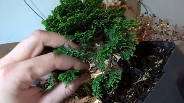 Chamaecyparis obtusa initial pruning смотреть онлайн