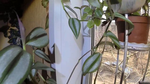 Зебрина (Традесканция ) - изящно и чудесно! Максимально неприхотливый цветок смотреть онлайн