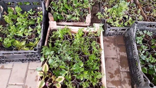 Цветёт петуния Зодиак-2! Наша селекция! Россия вперёд! смотреть онлайн