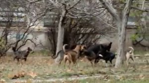 Собачья свадьба