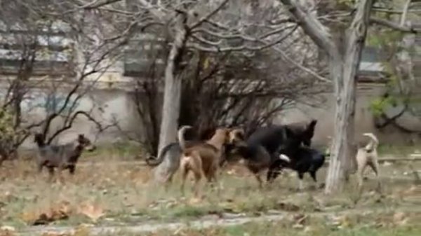 Собачья свадьба