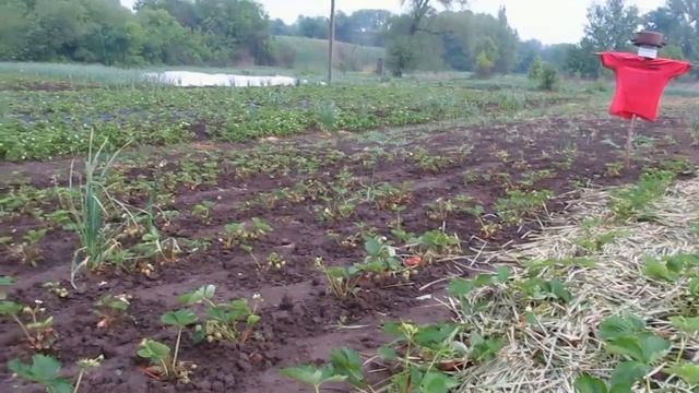 Как защитить урожай от птиц. смотреть онлайн