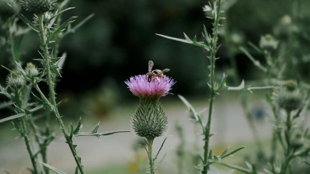 BOTANIQUE : Sony A7 III Video Test смотреть онлайн