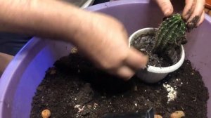 Сгнили все корни, пересадка в землю с керамзитом