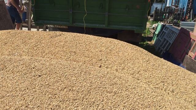 Вот те на- купили зерна! Гурманы доморощенные! смотреть онлайн