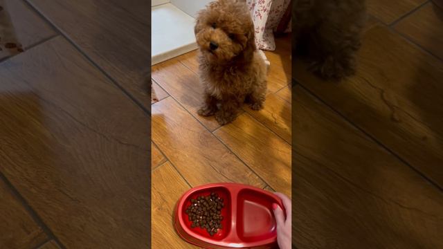 Пудели завтракают 😋. Учу малыша не есть без разрешения. Вилли: 3 месяца и 3 дня жизни. смотреть онлайн
