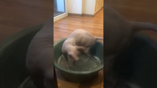 Приучение к водным процедурам, Донского сфинкса!#донскойсфинкс#котята#сфинксы#коты смотреть онлайн