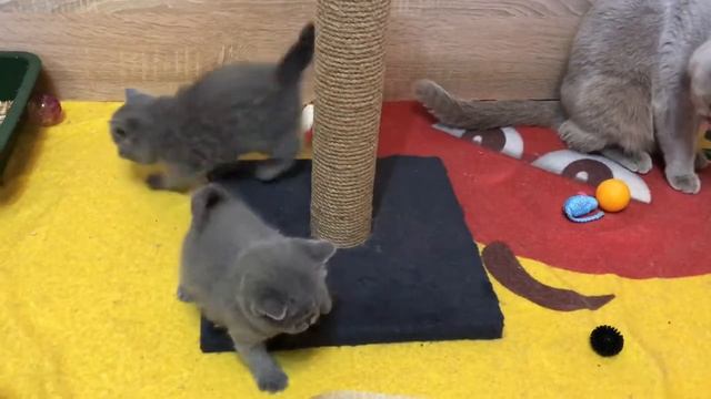 Маленькие котята играют