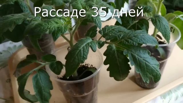 РАССАДА сезон 2023 года. Итоги. смотреть онлайн