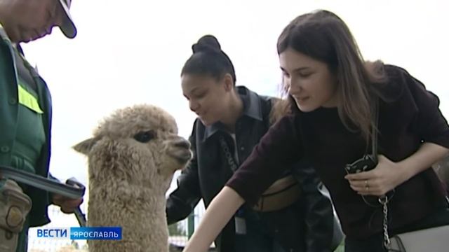 В Ярославском зоопарке на свет появился детеныш альпака смотреть онлайн