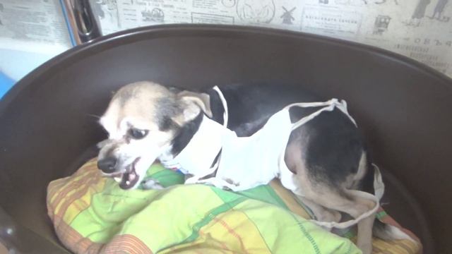 Рак молочной железы у собаки. Нюрочке все удалили смотреть онлайн