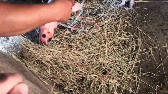 Свиноматка. Спасаем поросят. смотреть онлайн
