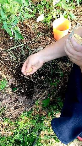 Как ИЗБАВИТЬСЯ от муравьев на огороде. смотреть онлайн