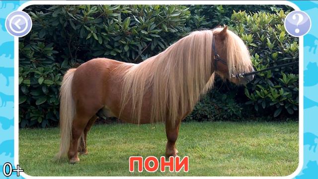 Животные для детей смотреть онлайн