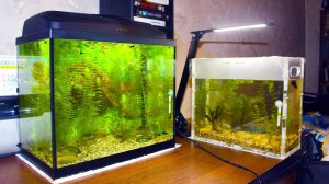 Как я начал заниматься аквариумистикой