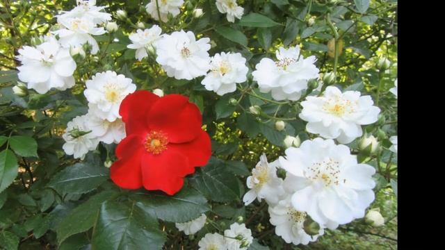 Roses Dans Mon Jardin