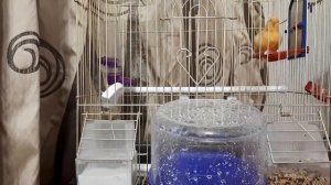 Кенарь, канарейки: купание / КУПАНИЕ КАНАРЕЙКИ