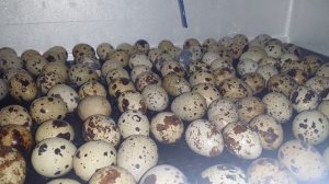 16 сутки инкубации перепелов.