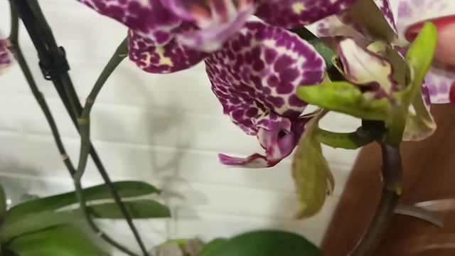 Орхидеи с мутацией !!!Мутанты!!!🌺🌿 смотреть онлайн