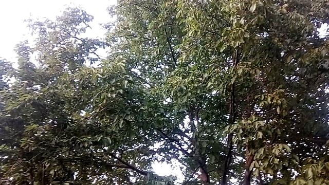 Огород в Армении что растёт? практически все смотреть онлайн