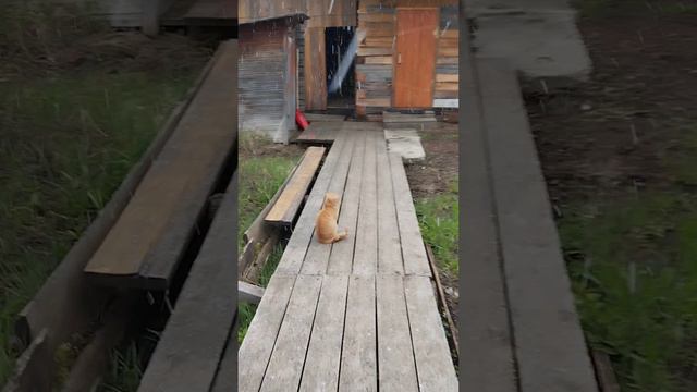 с первым летним снегом