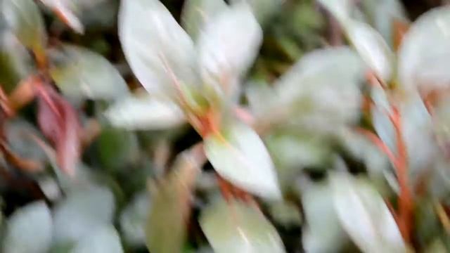 Ludwigia Repens "Dark" Water Primose - a quick overview смотреть онлайн