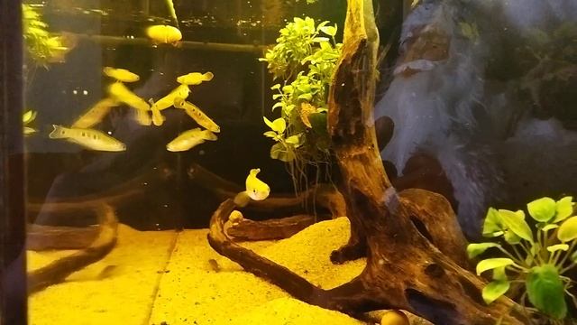 змееголов глазчатый.CHANNA PLEUROPHTHALMA смотреть онлайн