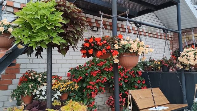 БЕГОНИЯ. ЧЕРЕНКУЮ ПРАВИЛЬНО. КАКИЕ БЕГОНИИ БУДУ СОХРАНЯТЬ?