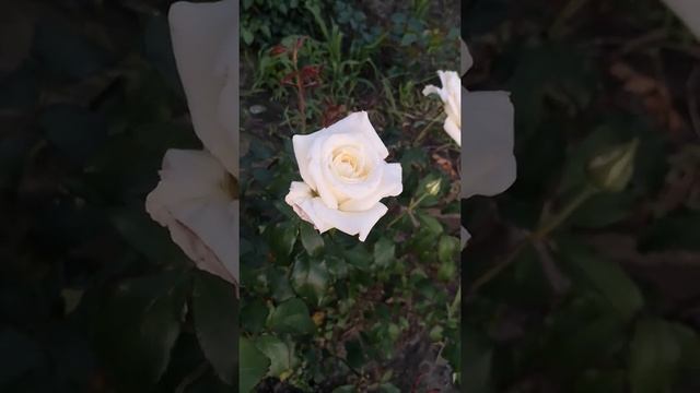 Троянда Жанна Моро смотреть онлайн